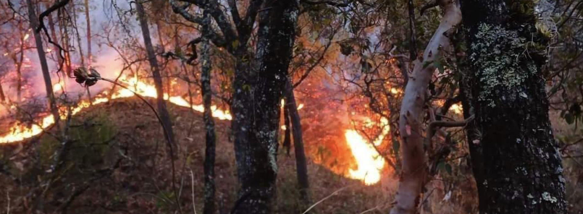 11 incendios consumen bosques de Oaxaca, 9 iniciaron en las últimas 24 horas